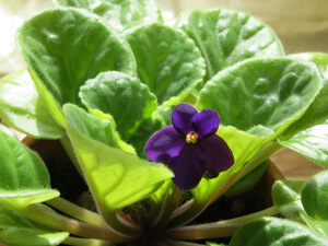 African Violet Watering