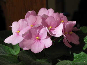 African Violet Leaf Spots