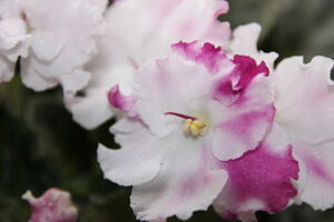 African Violet Fertilizing