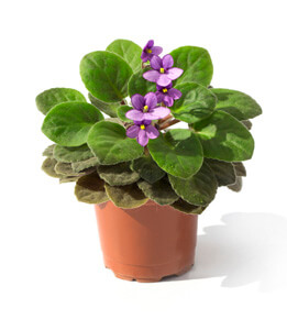 African Violet Root Rot