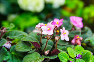 African Violet Climate