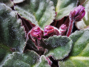 African Violet Separation