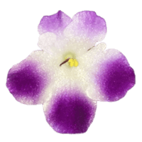 African Violet