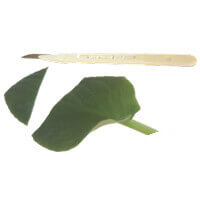 African Violet Leaf Cut in Half