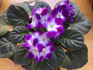 African Violet Lighting