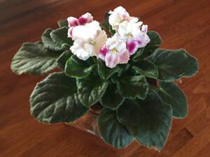 African Violet Basics