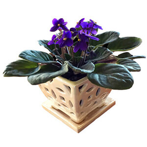 African Violet Repot FAQ