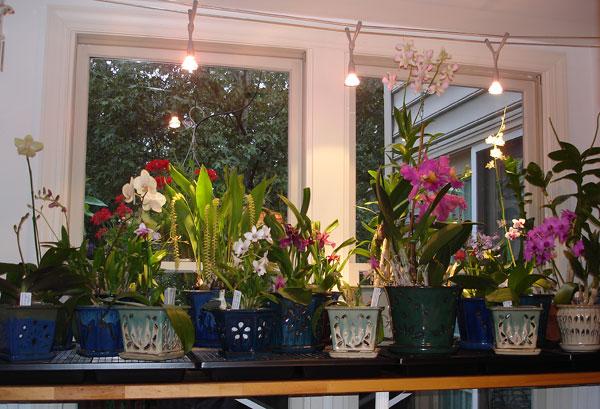 Orchids on quad grate humidity trays