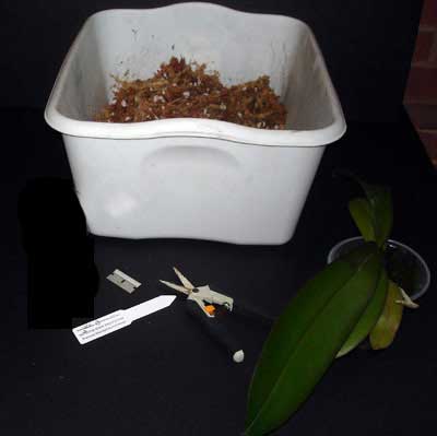 Repot Orchid